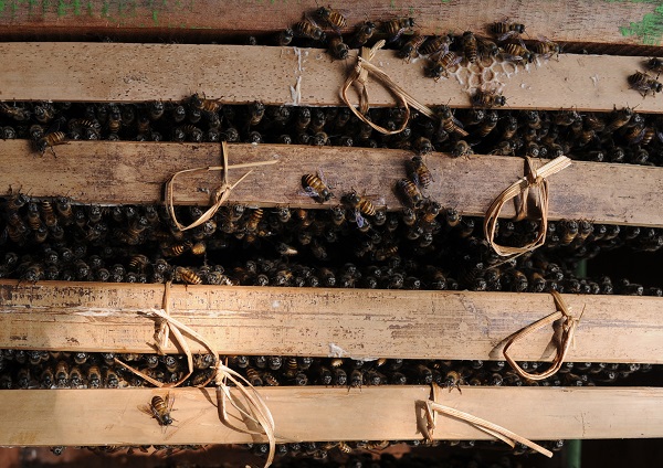 Foto - "Açlık" sorununa arılar çözüm olacak