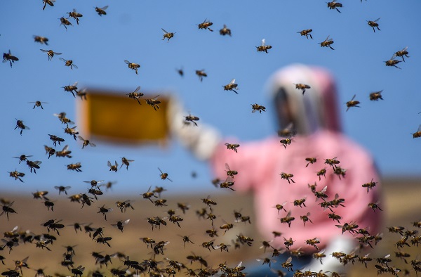 "Açlık" sorununa arılar çözüm olacak