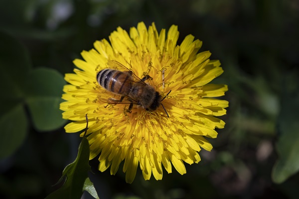 Foto - "Açlık" sorununa arılar çözüm olacak