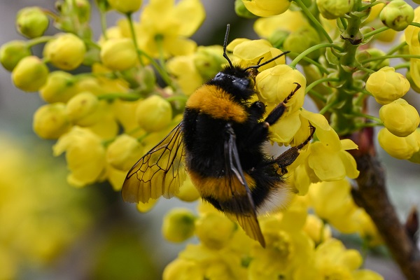 Foto - "Açlık" sorununa arılar çözüm olacak