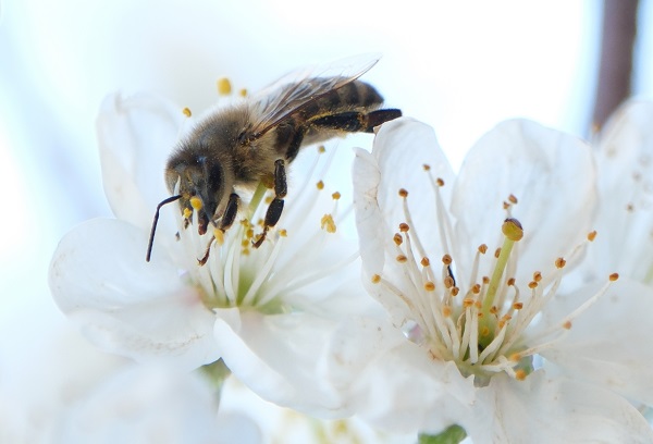 Foto - "Açlık" sorununa arılar çözüm olacak