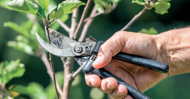 Foto - Açmayan çiçeği bile açtırıyor. Dibine 1 bardak dökün ve 1 hafta bekleyin! Çiçeklerin coşmasını ve hızlı büyümesini sağlıyor