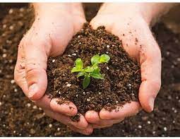 Foto - Açmayan çiçeği bile açtırıyor. Dibine 1 bardak dökün ve 1 hafta bekleyin! Çiçeklerin coşmasını ve hızlı büyümesini sağlıyor