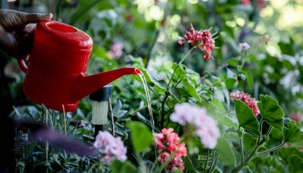 Foto - Açmayan çiçeği bile açtırıyor. Dibine 1 bardak dökün ve 1 hafta bekleyin! Çiçeklerin coşmasını ve hızlı büyümesini sağlıyor