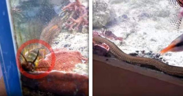 Foto - Adam 2 senedir temizlemediği akvaryumda bakın ne gördü!