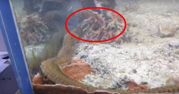 Adam 2 senedir temizlemediği akvaryumda bakın ne gördü!