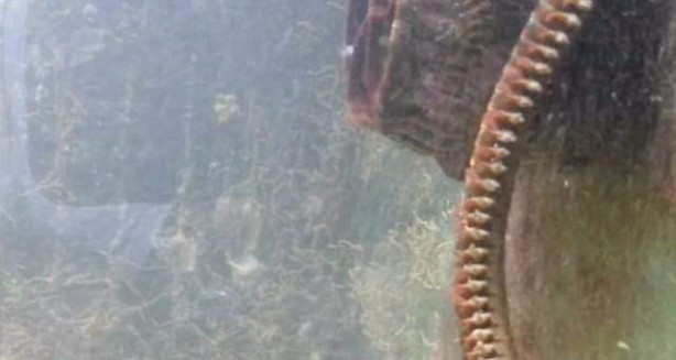 Foto - Adam 2 senedir temizlemediği akvaryumda bakın ne gördü!