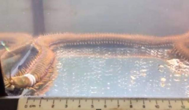 Foto - Adam 2 senedir temizlemediği akvaryumda bakın ne gördü!