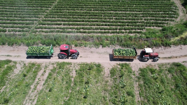 Foto - Adana karpuzuna 'EURO 2024' dopingi