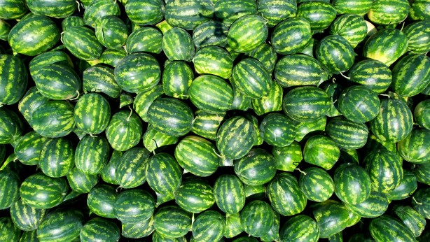 Foto - Adana karpuzuna 'EURO 2024' dopingi