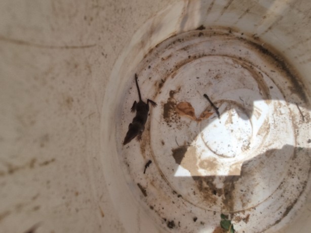 Foto - Adana'da dünyanın en eski en küçük memeli hayvanı görüldü