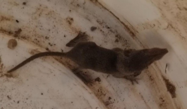 Foto - Adana'da dünyanın en eski en küçük memeli hayvanı görüldü