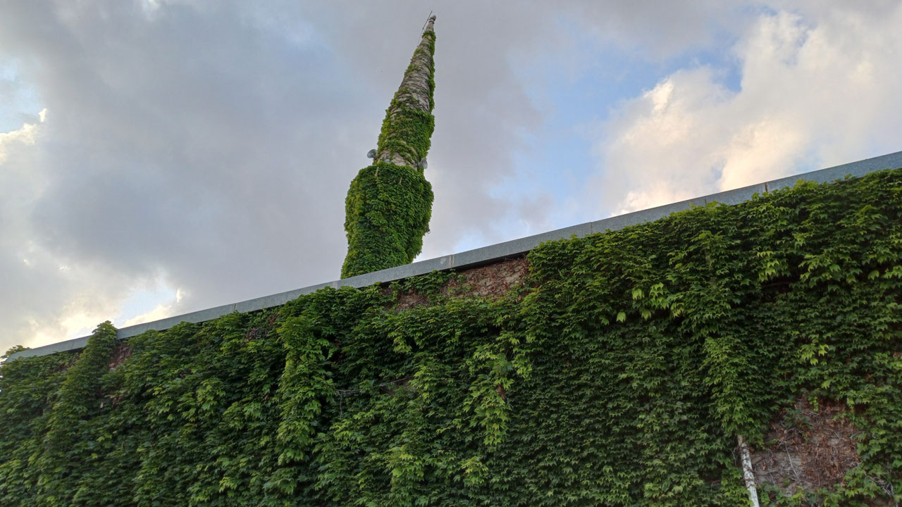 Foto - Adana'da efsaneleşen manzara! Sarmaşıkların sardığı cami görenleri büyülüyor