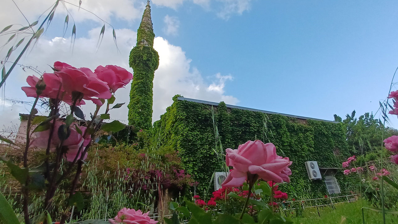 Foto - Adana'da efsaneleşen manzara! Sarmaşıkların sardığı cami görenleri büyülüyor