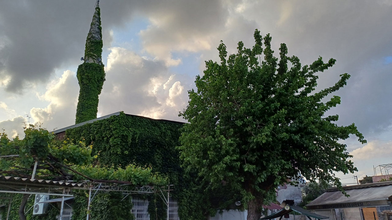 Foto - Adana'da efsaneleşen manzara! Sarmaşıkların sardığı cami görenleri büyülüyor