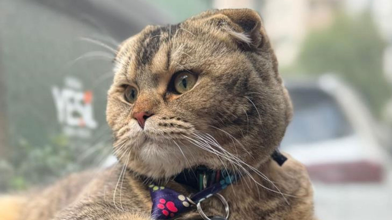 Foto - Adana’da garip olay! Kedisi bulunmazsa eşini boşayacak