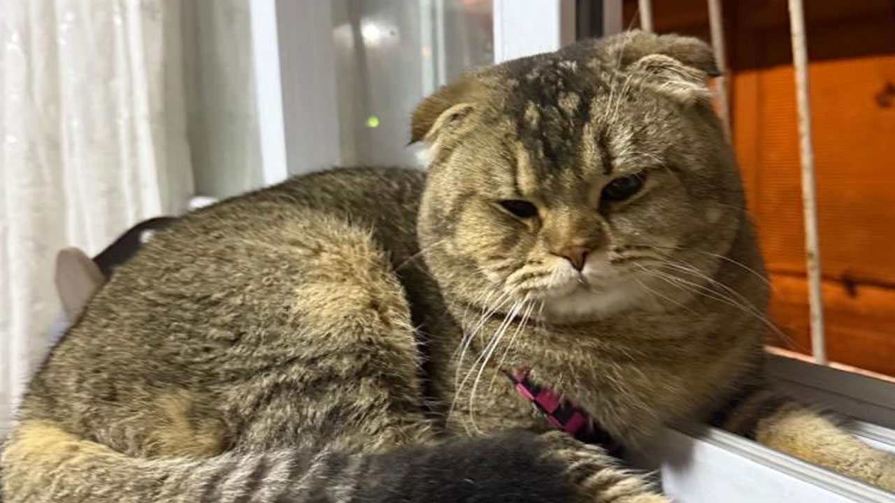 Foto - Adana’da garip olay! Kedisi bulunmazsa eşini boşayacak