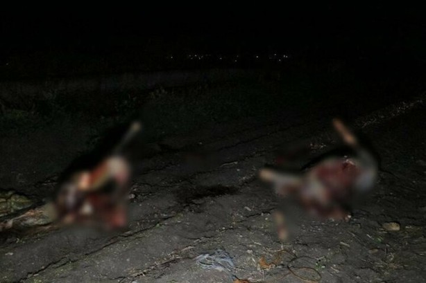 Foto - Adana'da kan donduran görüntü! Atları kesmişler