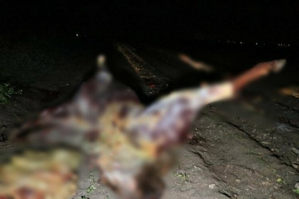 Adana'da kan donduran görüntü! Atları kesmişler