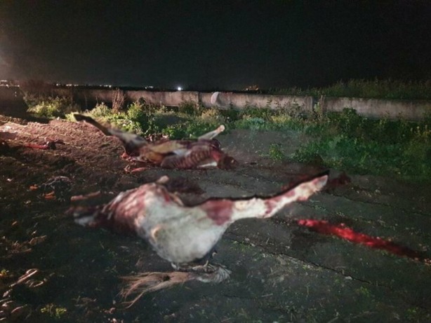 Foto - Adana'da kan donduran görüntü! Atları kesmişler
