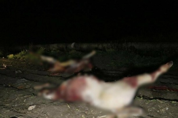 Foto - Adana'da kan donduran görüntü! Atları kesmişler
