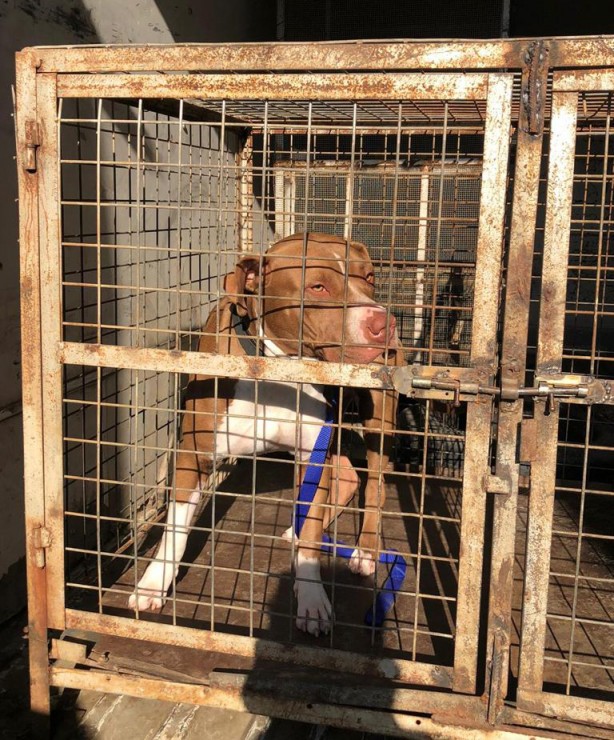 Foto - Adana’da pitbull baskını