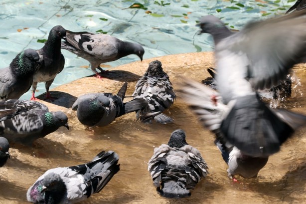 Foto - Adana'da sıcak hava