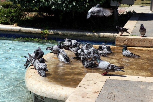 Foto - Adana'da sıcak hava