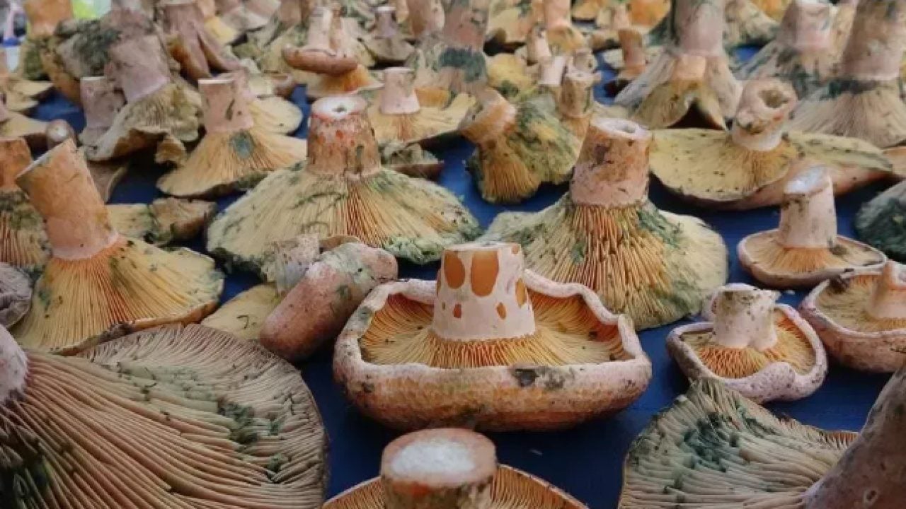 Foto - Adana'da topraktan adeta fışkırıyor: Kilosu 300 TL'den satılıyor!