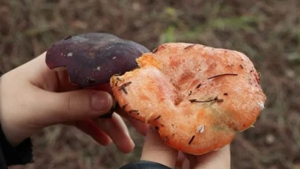 Foto - Adana'da topraktan adeta fışkırıyor: Kilosu 300 TL'den satılıyor!