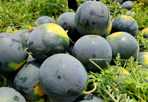 Foto - Adana'nın çekirdeksiz karpuzu Avrupa sofralarını süslüyor