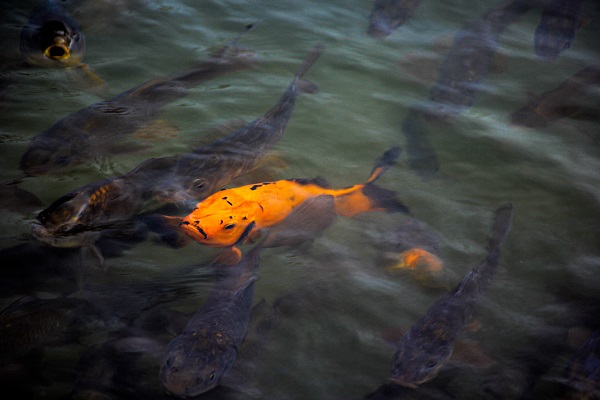 Foto - Adeta bir masal diyarı! Dünyanın diğer ucunda değil Türkiye'de