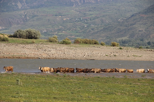 Foto - Adeta çöle dönmüştü! İşte, o barajın son hali