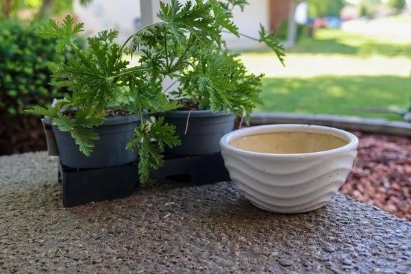 Foto - Adeta doğal bir sivrisinek kovucu: Bu 3 malzeme yetiyor