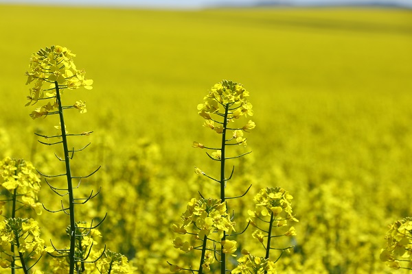 Foto - Adeta doğal stüdyo! Herkes fotoğraf çektirmek için buraya gidiyor