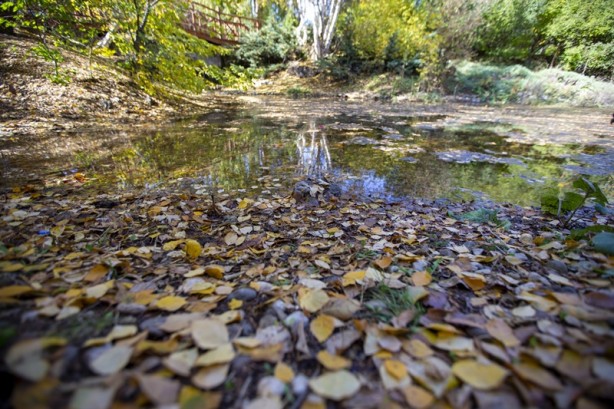 Foto - Adeta renk cümbüşü yaşandı! Sonbaharla gelen güzellik böyle görüntülendi