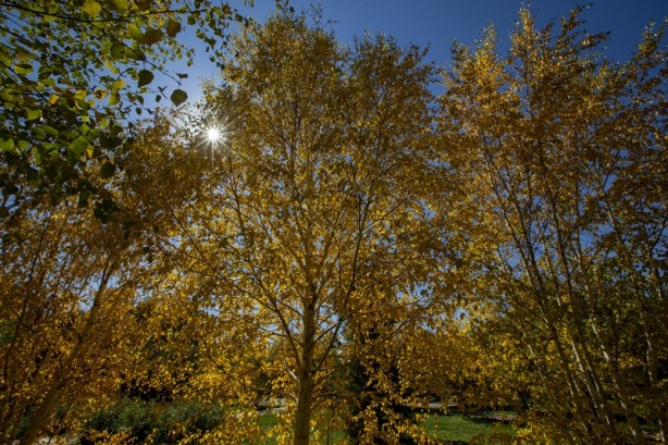 Foto - Adeta renk cümbüşü yaşandı! Sonbaharla gelen güzellik böyle görüntülendi