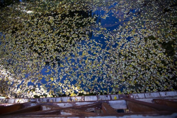 Foto - Adeta renk cümbüşü yaşandı! Sonbaharla gelen güzellik böyle görüntülendi