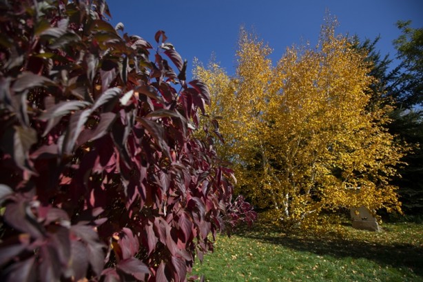 Foto - Adeta renk cümbüşü yaşandı! Sonbaharla gelen güzellik böyle görüntülendi