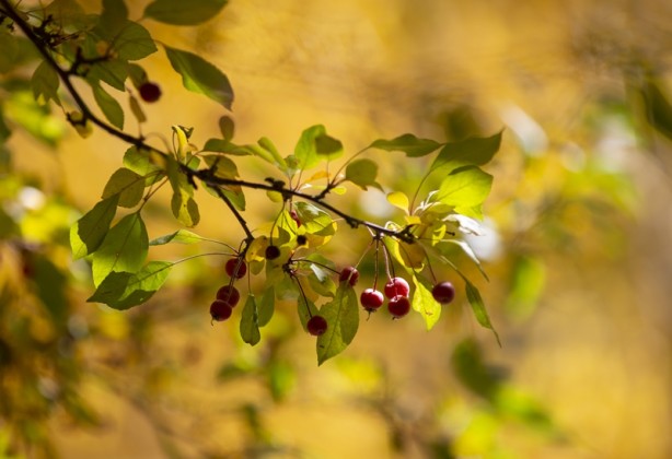 Foto - Adeta renk cümbüşü yaşandı! Sonbaharla gelen güzellik böyle görüntülendi