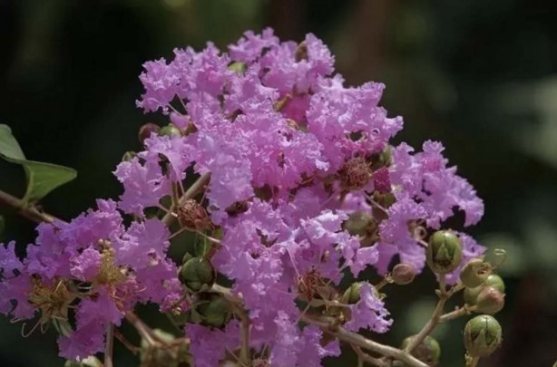 Foto - Adeta şifa deposu! Nelere iyi gelmiyor ki! Bu meyveyi herkesin bir an önce keşfetmesi gerekiyor! Damarlarda kolesterolden eser bırakmıyor!