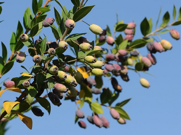 Foto - Adeta şifa deposu! Nelere iyi gelmiyor ki! Bu meyveyi herkesin bir an önce keşfetmesi gerekiyor! Damarlarda kolesterolden eser bırakmıyor!