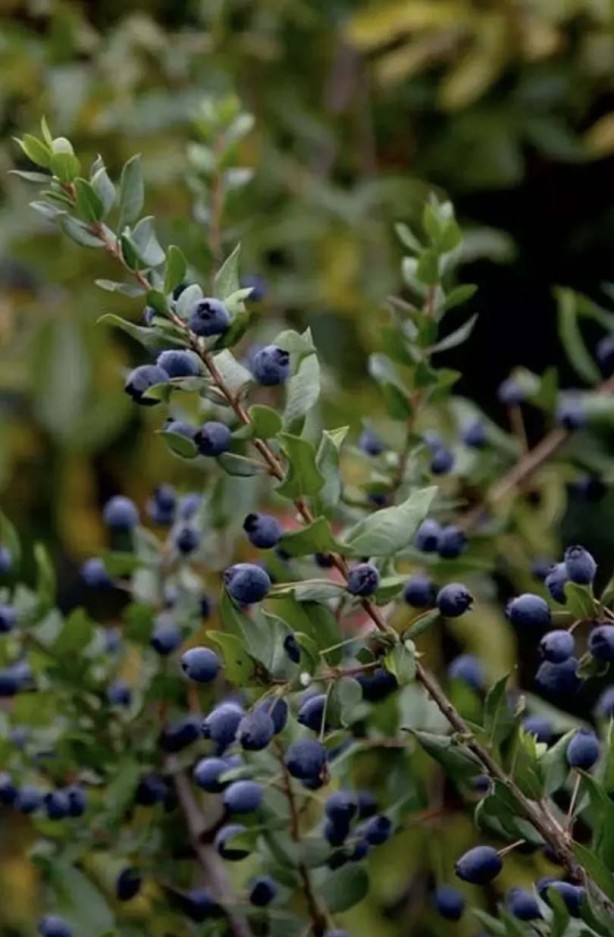 Foto - Adeta şifa deposu! Nelere iyi gelmiyor ki! Bu meyveyi herkesin bir an önce keşfetmesi gerekiyor! Damarlarda kolesterolden eser bırakmıyor!