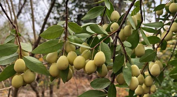 Foto - Adeta şifa deposu! Nelere iyi gelmiyor ki! Bu meyveyi herkesin bir an önce keşfetmesi gerekiyor! Damarlarda kolesterolden eser bırakmıyor!