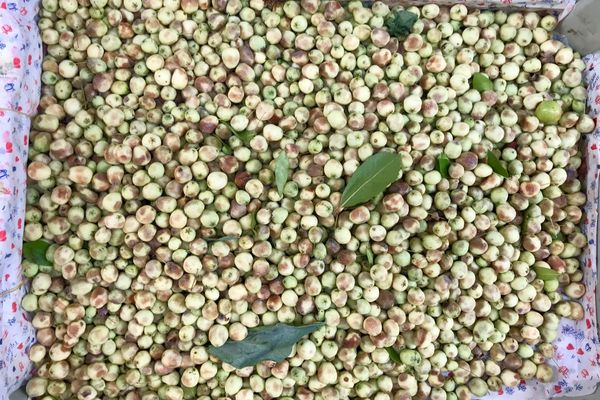 Foto - Adeta şifa deposu! Nelere iyi gelmiyor ki! Bu meyveyi herkesin bir an önce keşfetmesi gerekiyor! Damarlarda kolesterolden eser bırakmıyor!