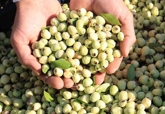 Adeta şifa deposu! Nelere iyi gelmiyor ki! Bu meyveyi herkesin bir an önce keşfetmesi gerekiyor! Damarlarda kolesterolden eser bırakmıyor!