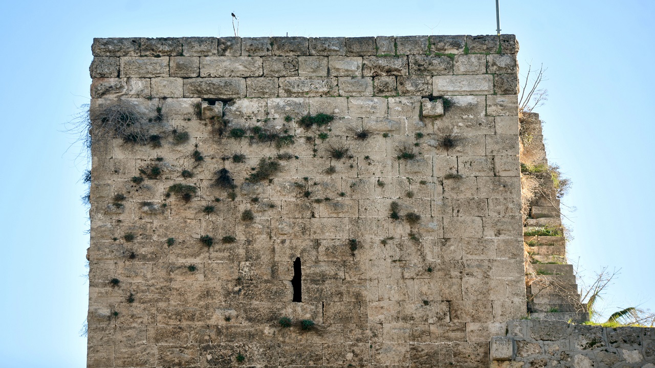 Foto - Adeta yeşerdiler! Tarihi surlar bakımsızlıktan bu hale geldi