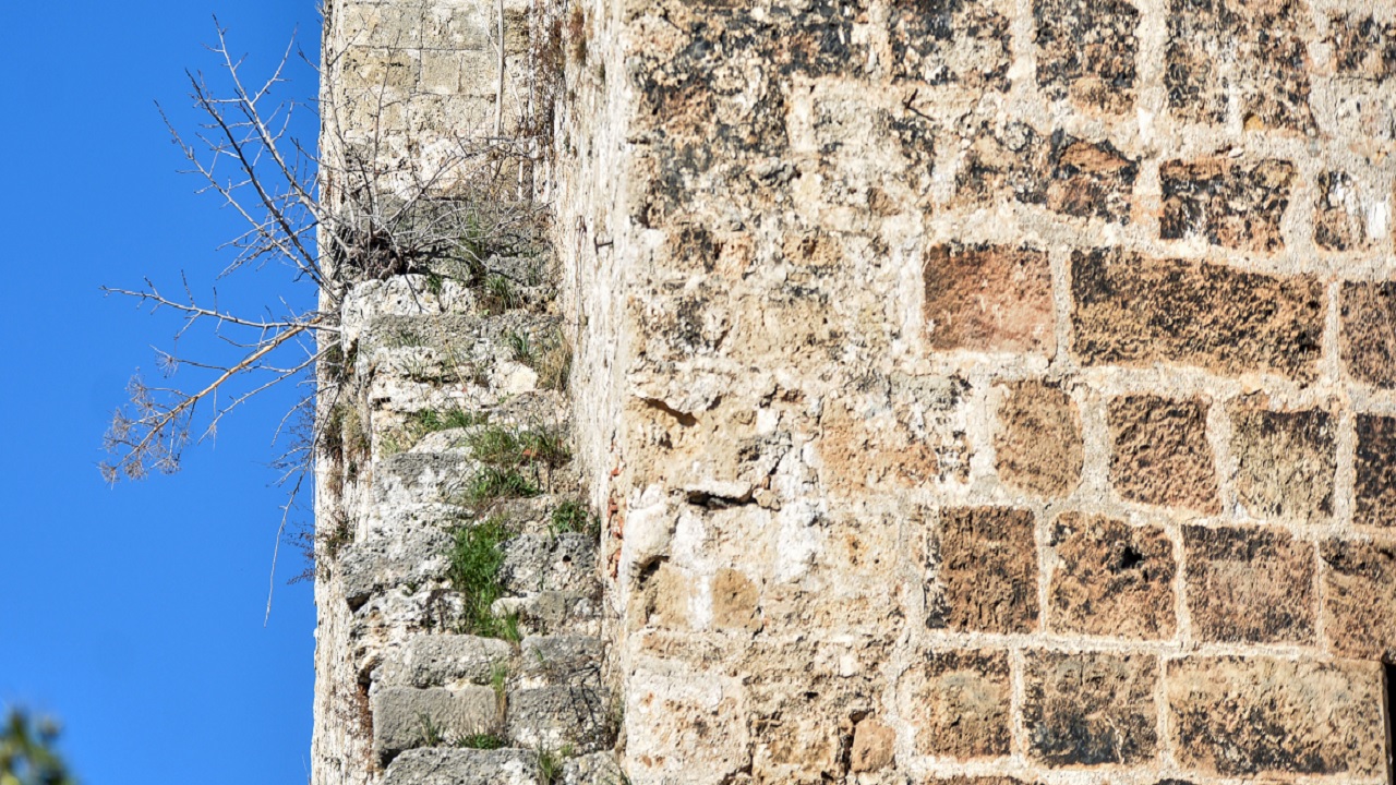 Foto - Adeta yeşerdiler! Tarihi surlar bakımsızlıktan bu hale geldi