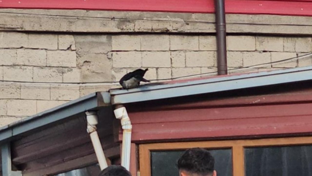 Foto - Adilcevaz’da görenleri gülümseten dostluk: Kasap ile karga ayrılmaz ikili oldu