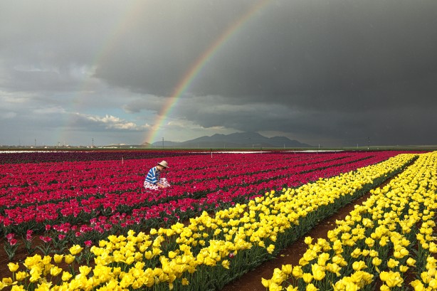 Foto - Adım adım başvuru rehberi... Müthiş ziyaretçi trafiği yaşanıyor... Uzmanından merak uyandıran açıklamalar
